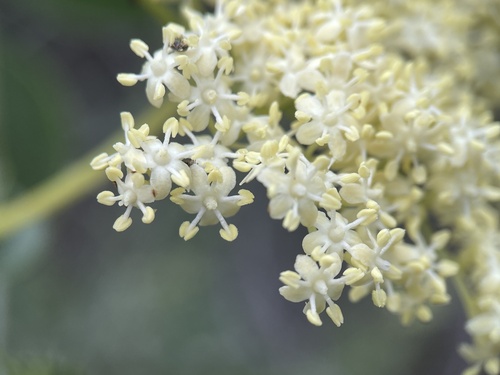 iNaturalist observation photo of Blue Elderberry
