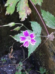 Geranium sylvaticum