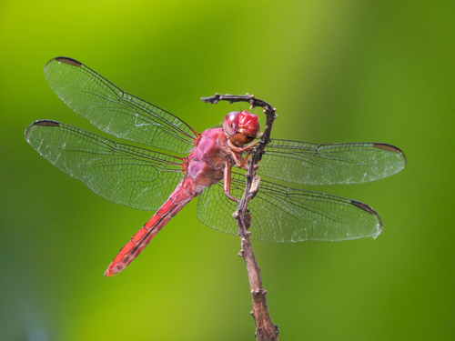 Carmine Skimmer