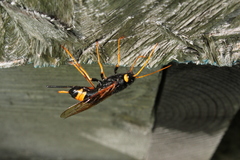 Urocerus flavicornis