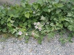 Althaea armeniaca