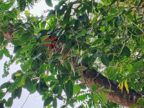Sterculia balanghas