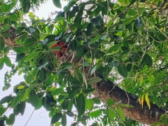 Sterculia balanghas