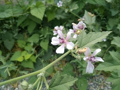 Althaea armeniaca
