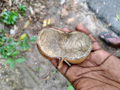 Sterculia balanghas, photograph 2