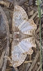 Antigonus emorsa