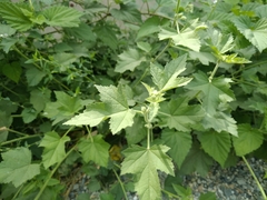 Althaea armeniaca