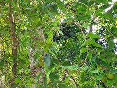 Sterculia balanghas, photograph (c) renjus box, some rights reserved (CC BY)