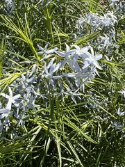 Amsonia hubrichtii