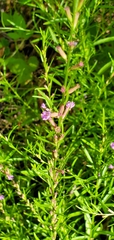 Lythrum californicum