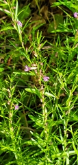 Lythrum californicum