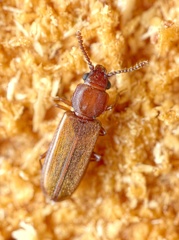 Pediacus