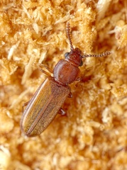 Pediacus