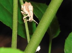 Episomus chinensis