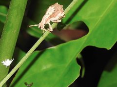 Episomus chinensis