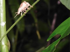 Episomus chinensis