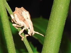 Episomus chinensis