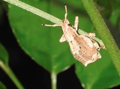 Episomus chinensis