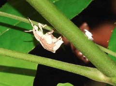 Episomus chinensis