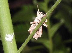 Episomus chinensis
