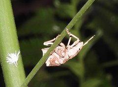 Episomus chinensis