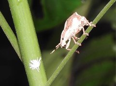 Episomus chinensis