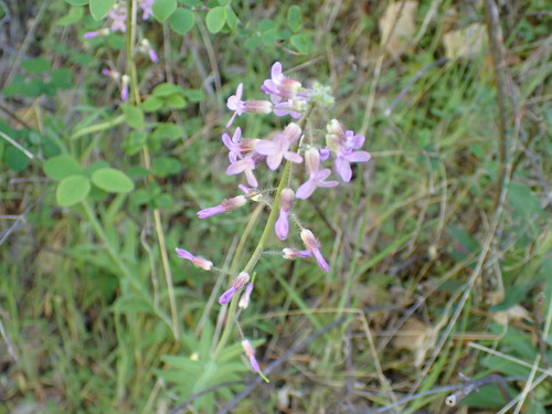 Image of Boechera pauciflora by no rights reserved