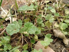 Malva neglecta