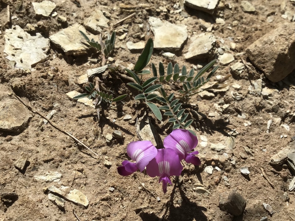 Phyllolobium prodigiosum