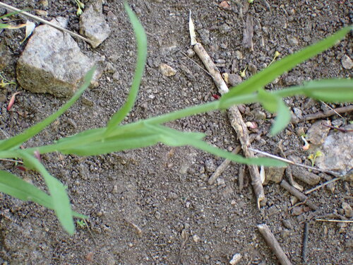 Image of Boechera pauciflora by no rights reserved