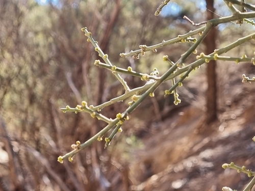 Image of Exocarpos aphyllus by (c) Jane Canaway, some rights reserved (CC BY)