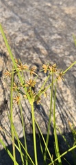 Cyperus dentatus