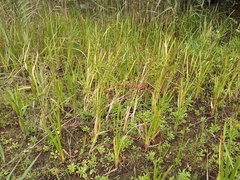 Sparganium erectum erectum