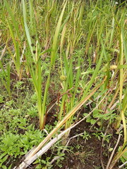 Sparganium erectum erectum