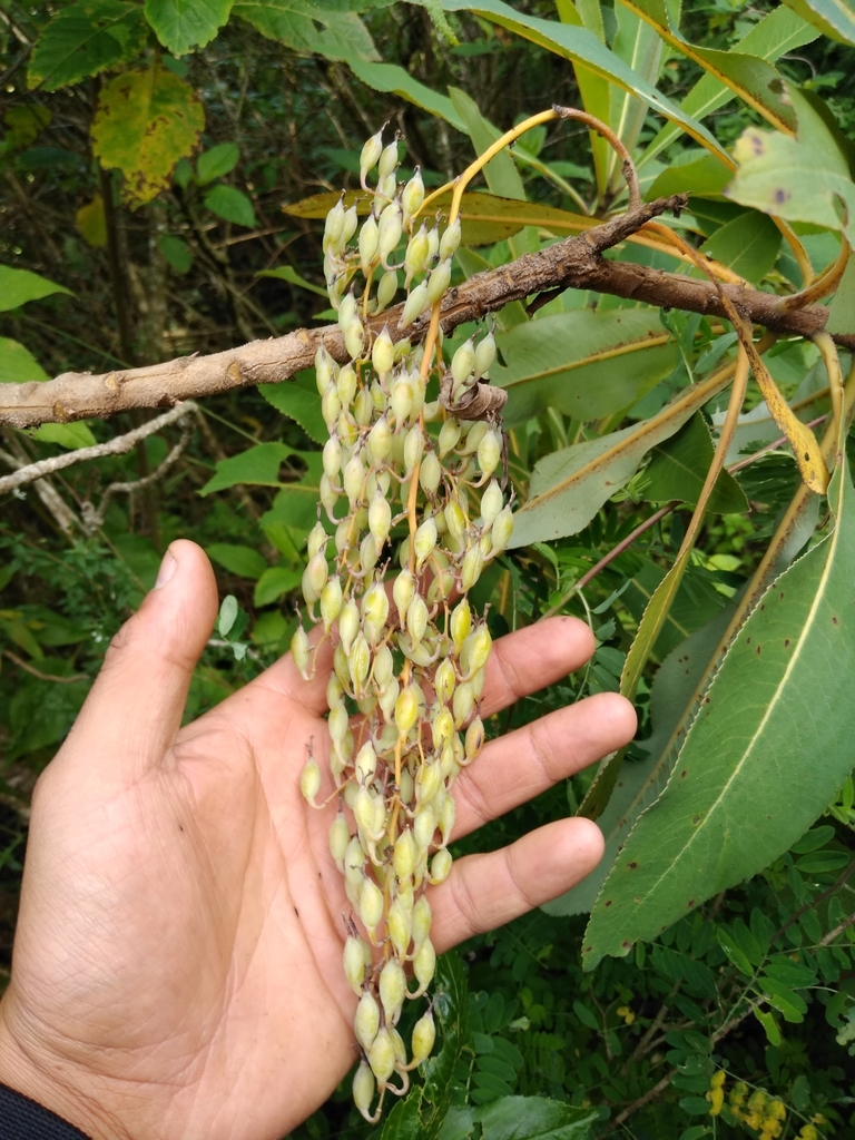 Bocconia hintoniorum