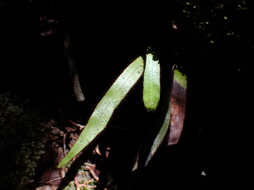 Oreogrammitis hookeri observed 2025-04-24
