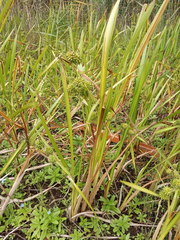 Sparganium erectum erectum