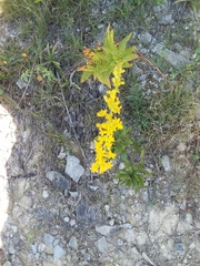 Solidago shortii
