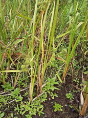 Sparganium erectum erectum