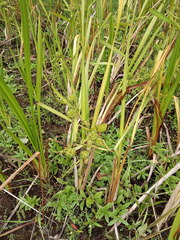 Sparganium erectum erectum