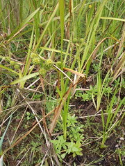 Sparganium erectum erectum