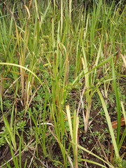 Sparganium erectum erectum