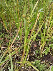 Sparganium erectum erectum