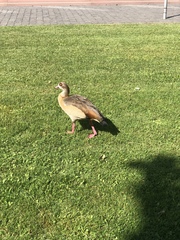 Alopochen aegyptiaca