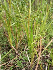 Sparganium erectum erectum