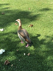 Alopochen aegyptiaca