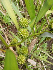 Sparganium erectum erectum