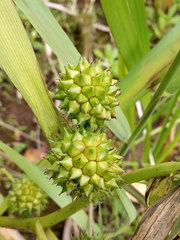 Sparganium erectum erectum