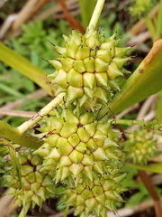 Sparganium erectum erectum