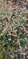 Eriogonum cinereum